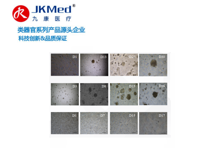 腫瘤類(lèi)器官